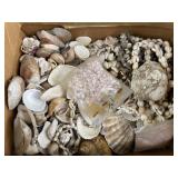 Seashells, Shell Costume Jewelry & More Seashells, Shell Costume Jewelry & More