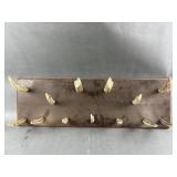 Stag Horn Coat & Hook Rack Stag Horn Coat & Hook Rack