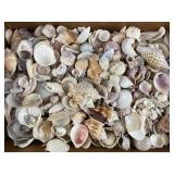 Huge Collection Seashells for Crafts or Displays