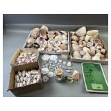 Conch Sand Dollars & Assorted Sea Shells