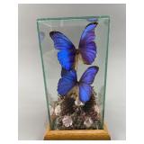 Preserved Blue Morpho Butterflies in Glass Display