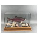 Taxidermy Rainbow Trout in Acrylic Box
