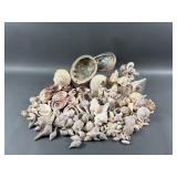 Assorted Seashells & Coral