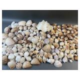 Large Lot of Assorted Sea Shells