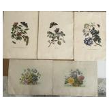 (5) Botanical Prints