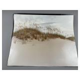 Sandy Beach, Sea Shell Portraits & More