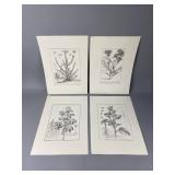 (4) 19th-Century Botanical Prints