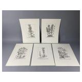 (5) 17th Century Botanical Prints