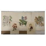 Assorted Botanical Print (2) Signed