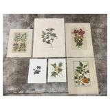 (6) Vintage Floral Prints