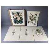 G.D. Ehret Flower & Butterfly Print & More