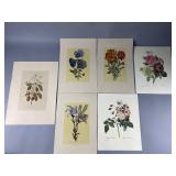 (6) Vintage Botanical Art Prints