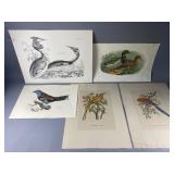 (5) Vintage Bird & Duck Prints