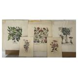 (5) Botanical Prints