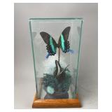 Green Swallowtail Butterfly In Glass Display
