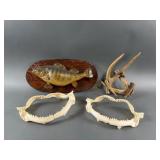 Shark Jaws, Fish Taxidermy & More
