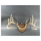 Mounted Deer Antlers