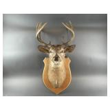 Mounted Deer Head