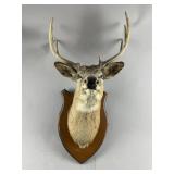 Vintage Buck Taxidermy