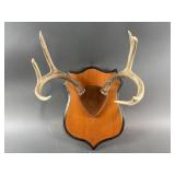 Mounted Deer Antlers