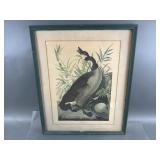 "Canada Gooseï¿½ Framed Vintage Poster