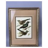 Vtg Framed/Signed Bird Print by W. Rutledge