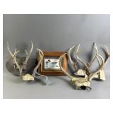 Authentic Deer Taxidermy Antlers & More
