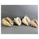 Lot of Conch Shells