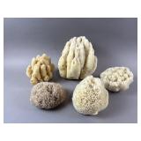 Collection Of Natural Sea Sponge