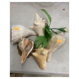 Conch shells