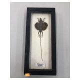 Draco Species Indonesia - Framed Taxidermy Flying