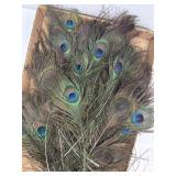 Peacock Feathers Decor - 30 + cnt