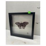 Butterfly Decor