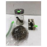 Preserved Lizard, Black Scorpion,