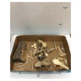 Taxidermy Alligator Head & Misc Animal Bones