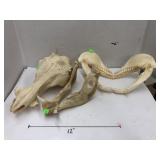 Warthog & Shark? Skull