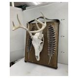 Animal Skull and Antlers