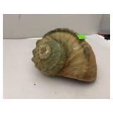 Sea Shell / Nautical Decor