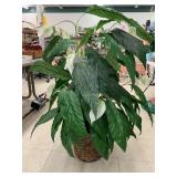 Faux Peace lily Plant approximately 45 Inches