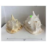 2- Conch Shells