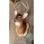 Buck Wall Mount