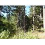 34.9 Acres of Timbered Land