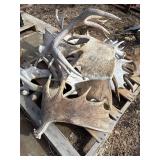Moose Sheds