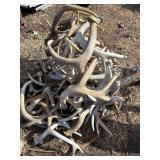 White tail Sheds