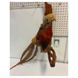 Golden Pheasant mounted for wall