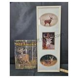Deer Picture & Book