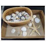 Seashells