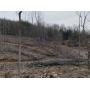 8.77+/- Acres