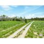 Tract 1: 84.85 Acres with Barn