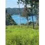 Tract 1 - 42.97+/- acres